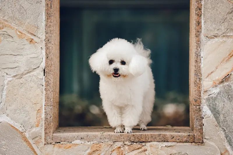 Bichon Frise / b13923790, Pixabay