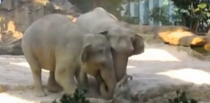 Słonie rzuciły się na pomoc maleństwu