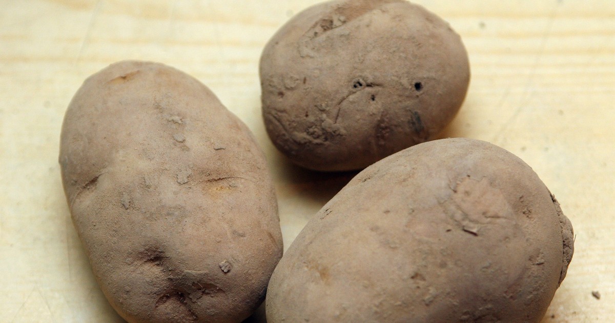 Solanina w ziemniakach