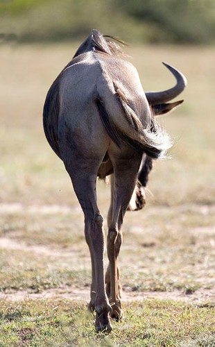 Gnu martwi się, jak przetrwać te ciężkie czasy - porę suchą