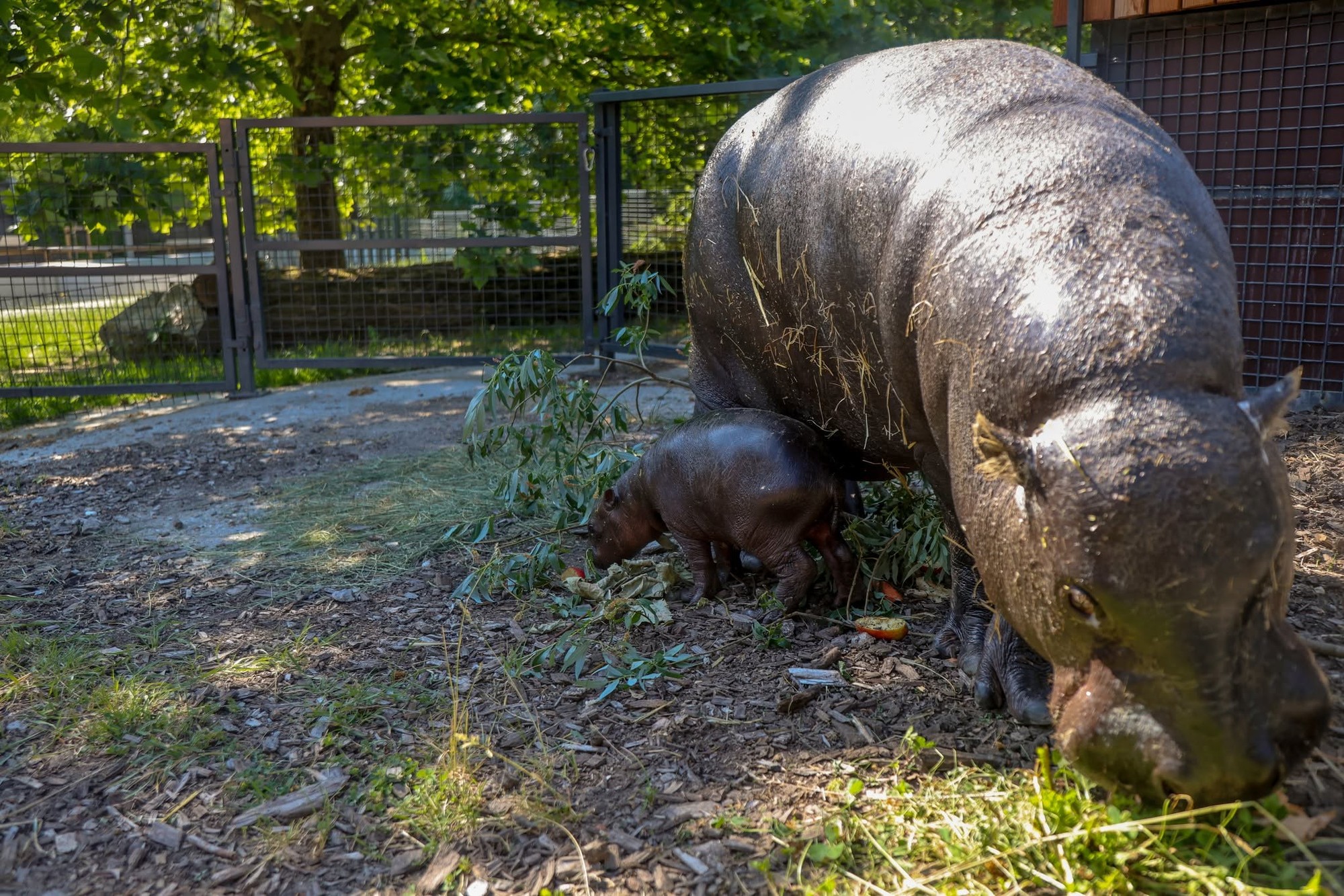 V zoo sa narodil vzácny hrošík libérijský.