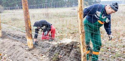 Niemcy budują płot przy granicy z Polską