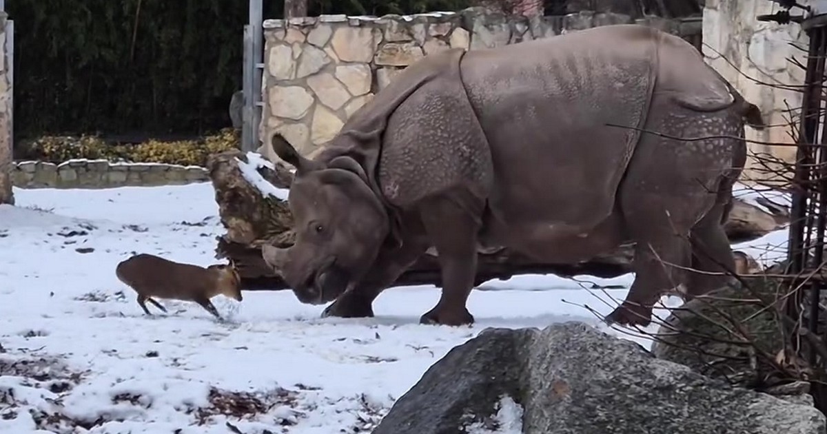 13 kg kontra 1,7 tony. Nagranie z Zoo we Wrocławiu niesie się po internecie. "Waleczna dusza"