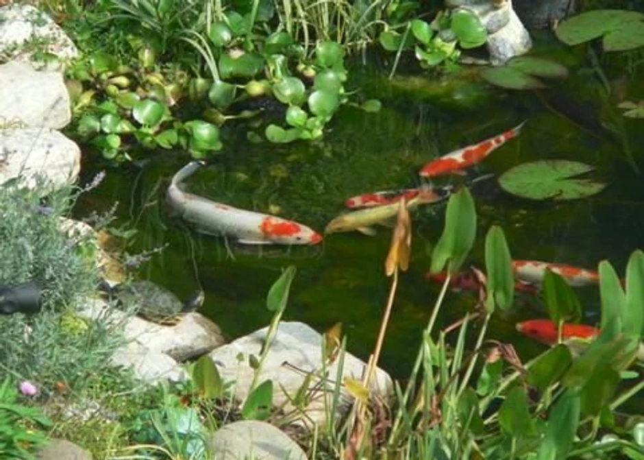 Riba koi (Foto: Ilustracija)