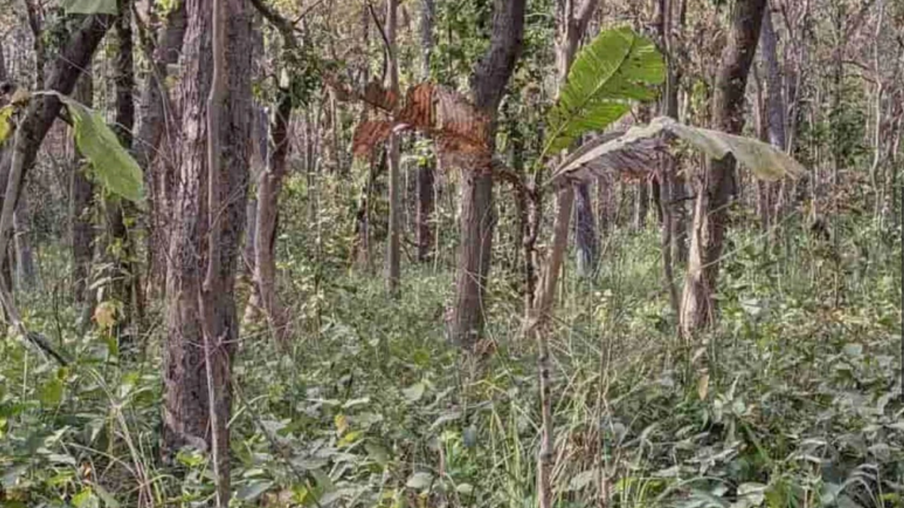 Dokážete v tejto optickej ilúzii nájsť tigra?