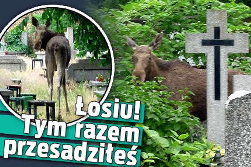 Łosiu, tym razem przesadziłeś!