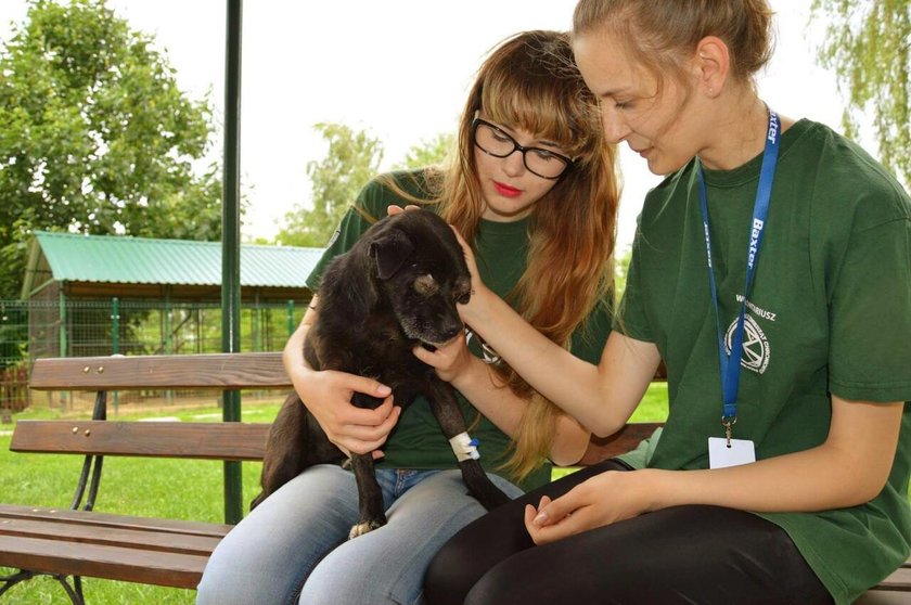 Skatowany pies "Oczko" jest przykładem bestialskiego znęcania się nad zwierzętami