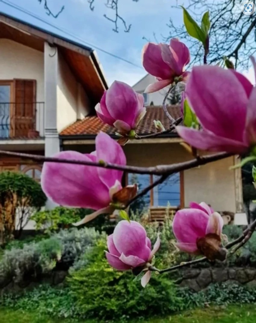 Dvorište Danice Maksimović
