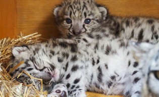 Trzy młode irbisy śnieżne rosną w warszawskim zoo. Na wybieg wyjdą za miesiąc