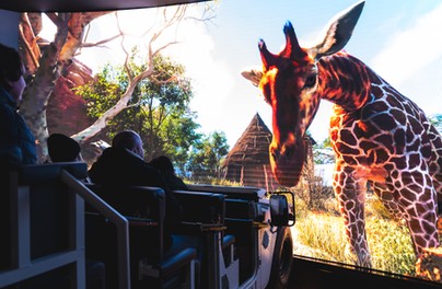 Ekstremalna podróż po afrykańskim safari i to w zoo!