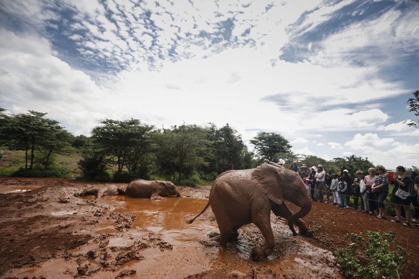 Nairobi's elephant orphanage