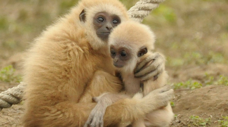 Gibbon baby az anyukájával / Fotó: Nyíregyházi Állatpark