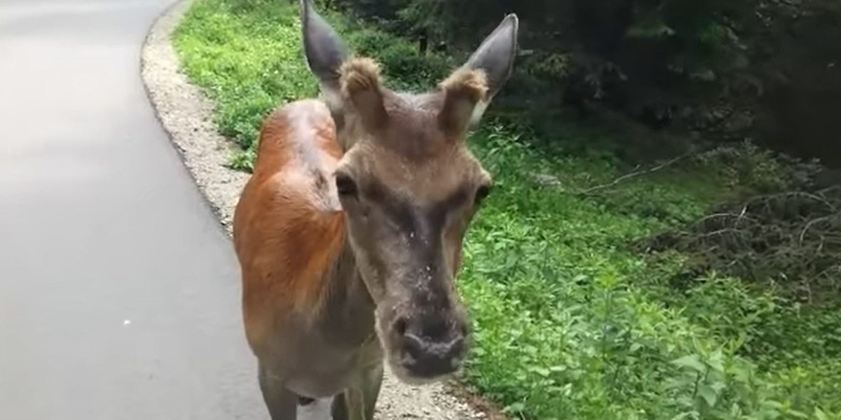 Turyści zaczepiają jelenie  w drodze na Morskie Oko, w końcu jeden oddał.