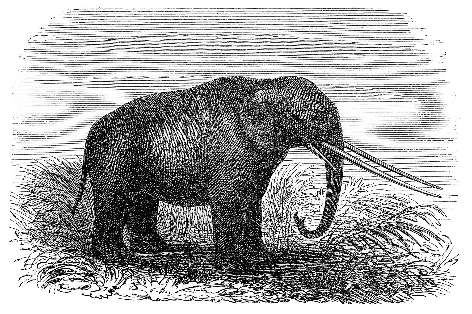 Mastodont