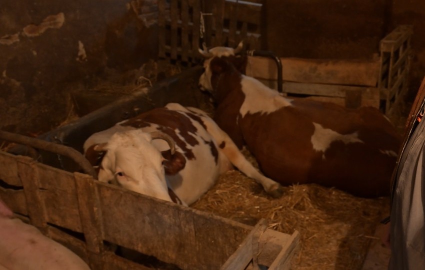 Aleksandar Srećković Kubura, emisija "metar moga sela"