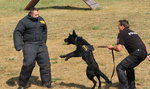 Ćwiczenia psów policyjnych we Wrocławiu 