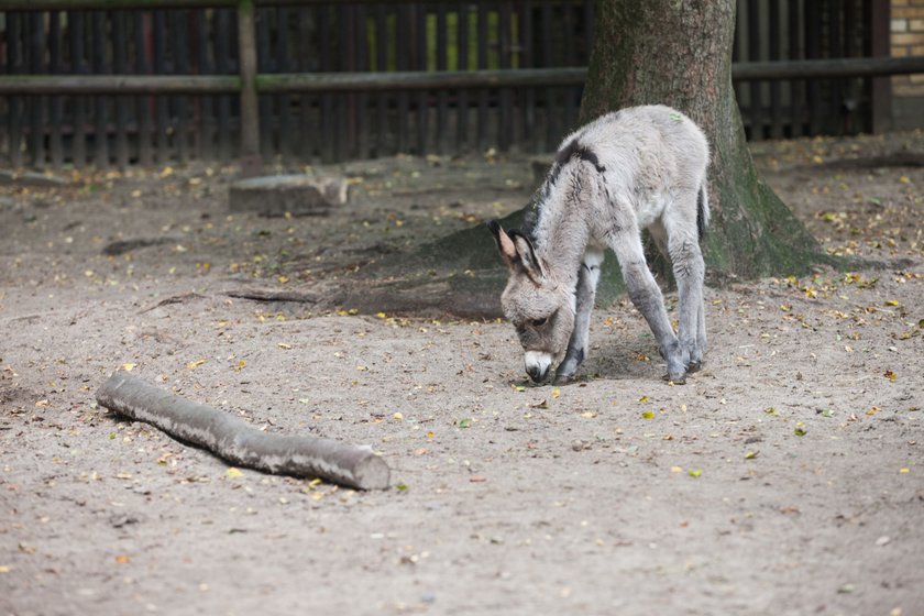 Osiołek George w zoo