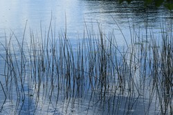 Nielegalnie przekroczyli granicę. Ukryli się w stawie