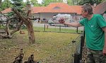 W łódzkim zoo latem karmią zwierzaki mrożonymi owocami