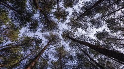 Antyszczepionkowcy wypisują dzieci ze szkół i prowadzą własne lekcje. W lasach