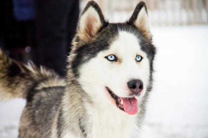 Haskiji su uglavnom zdravi, ali mogu dobiti ozbiljne zdravstvene probleme