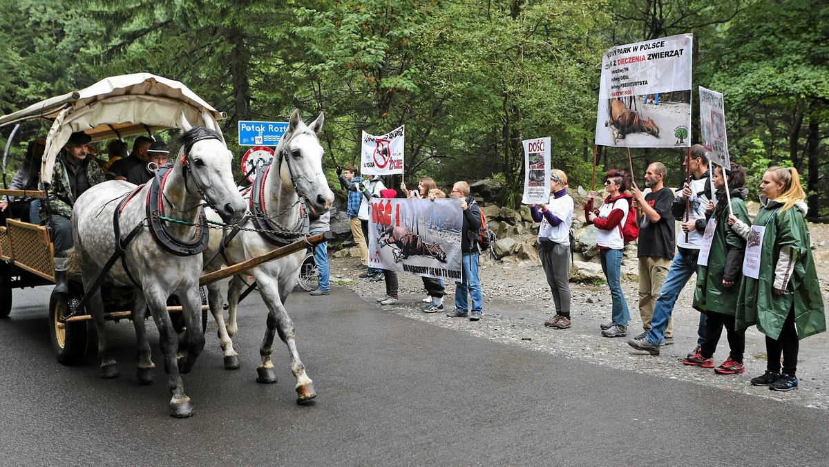 Już 90 tysięcy osób podpisało petycję o likwidację fasiągów na drodze do Morskiego Oka. Organizacje prozwierzęce przekonują, że mają pomysł, jak uratować konie, które z tego powodu miałyby trafić na rzeź. Fiakrzy zaprzeczają jednak, że w razie likwidacji konnego transportu skazaliby konie na śmierć.