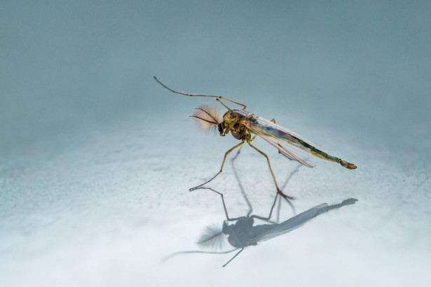 Ochotki. Czym różnią się od komarów?