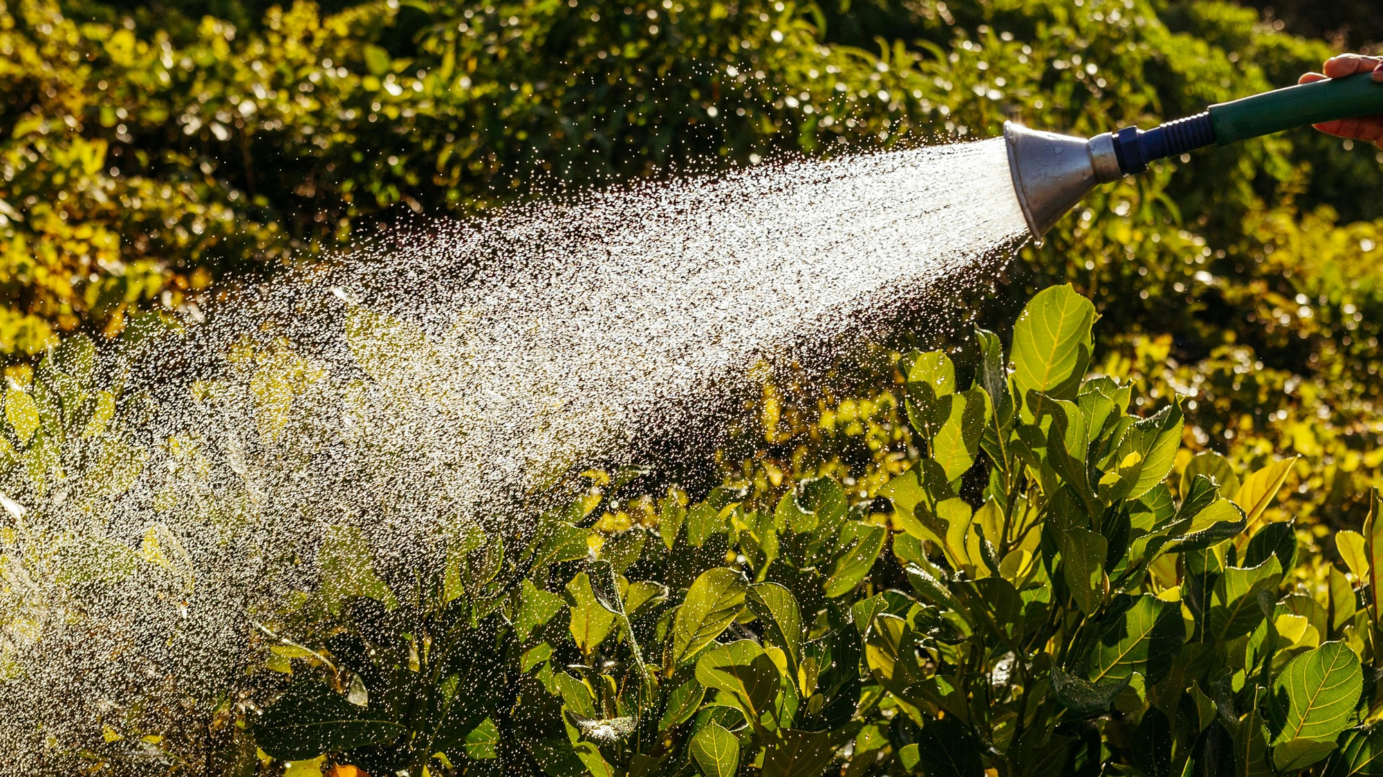 Horúce dni nás nútia k zvýšenej starostlivosti o záhradu.