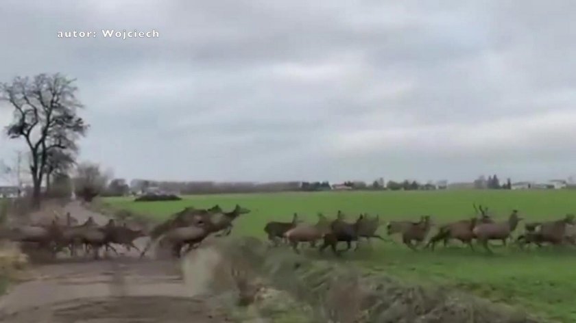 Tulce: ogromne stado jeleni na polu. Nagranie robi wrażenie