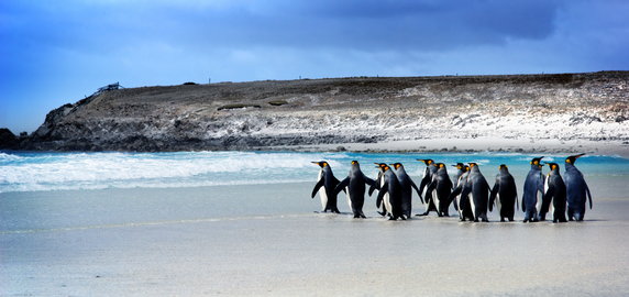 Pingwiny na Falklandach