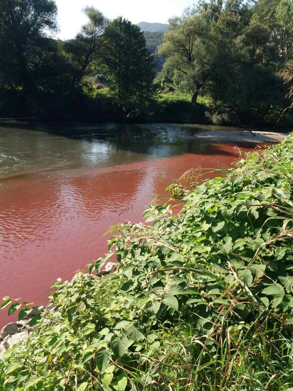 Boja koja se izlila u Bjelicu nije ostavila posledice po floru i faunu 