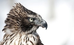 Ostatni sokolnik w Japonii. Poluje jak polowano setki lat temu [FOTOREPORTAŻ]