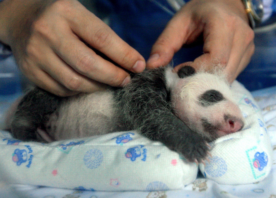 THAILAND PANDA