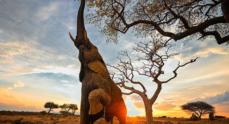 Un éléphant cueille les fruits de l'arbre Marula
