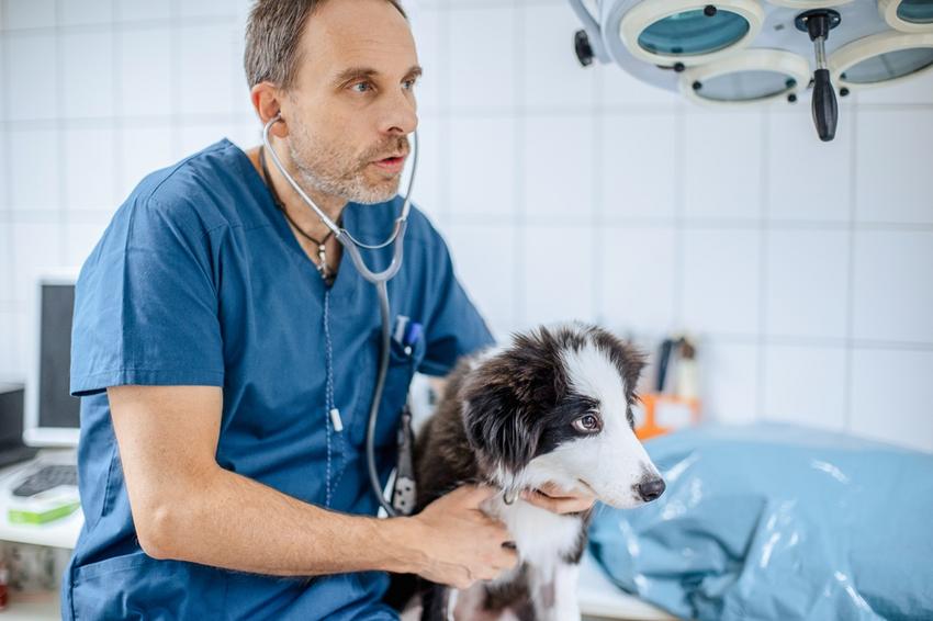 Egy állatorvos, aki mindig elérhető – dr. Varga József, a Család utcai  rendelő csodadokija | EgészségKalauz
