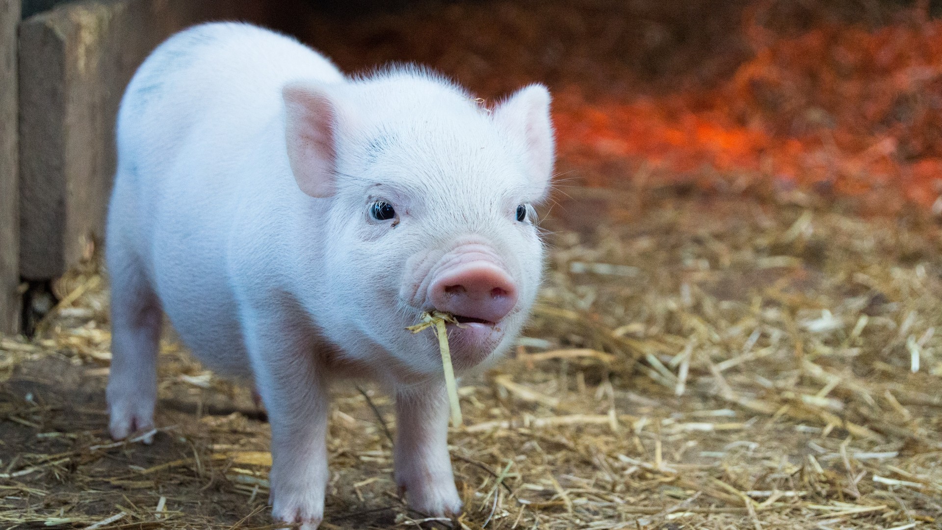 Auch F r Vegetarische Wurst M ssen Tiere Sterben Noizz