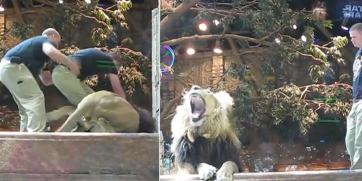 Przerażające nagranie z zoo w Las Vegas. Opiekun zaatakowany przez lwa