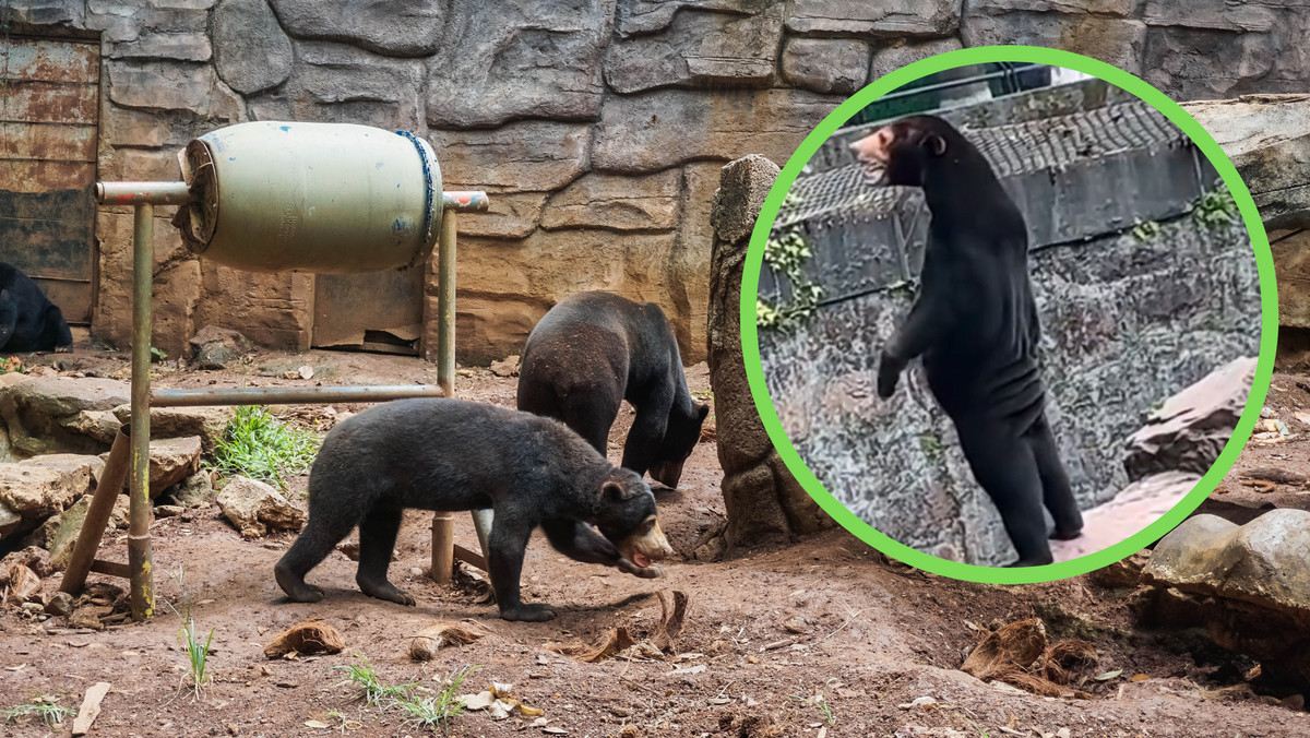 Przebrani ludzie czy prawdziwe niedźwiedzie? Chińskie zoo odpowiada na zarzuty