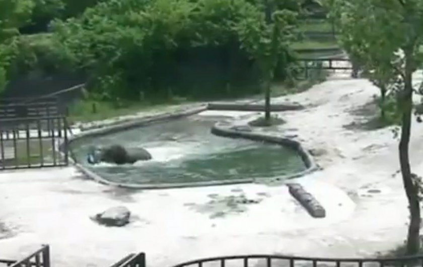 Akcja ratunkowa w zoo. Słoniątko topiło się w stawie