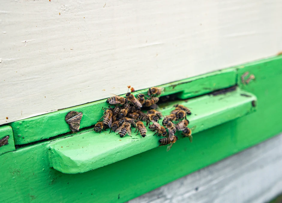 U Srbiji je zastupljena "apis mellifera", medonosna pčela