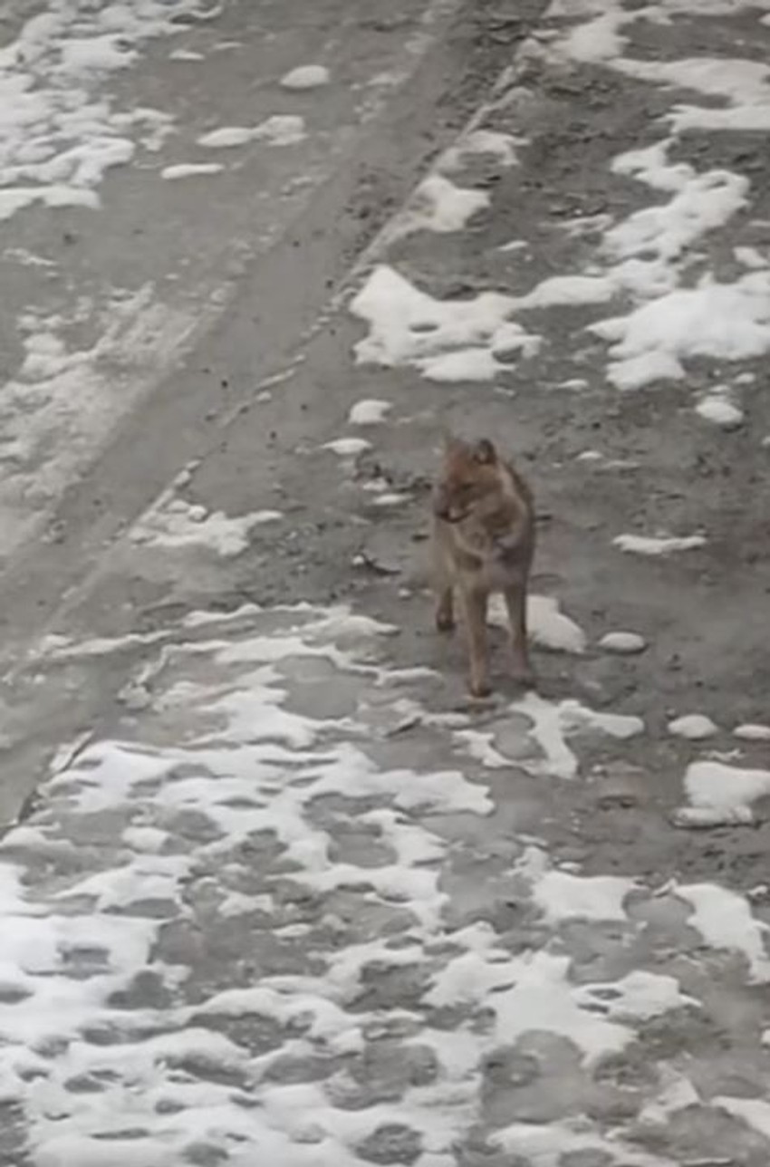 Šakal luta kroz selo