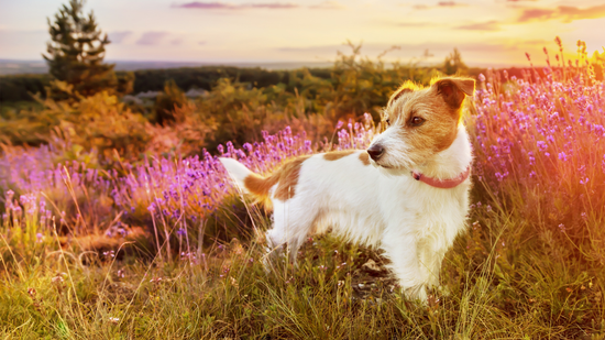 Kamilla, rozmaring, körömvirág - természetes gyógymódok házi kedvenceknek
