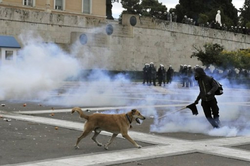Protestujący pies z Grecji