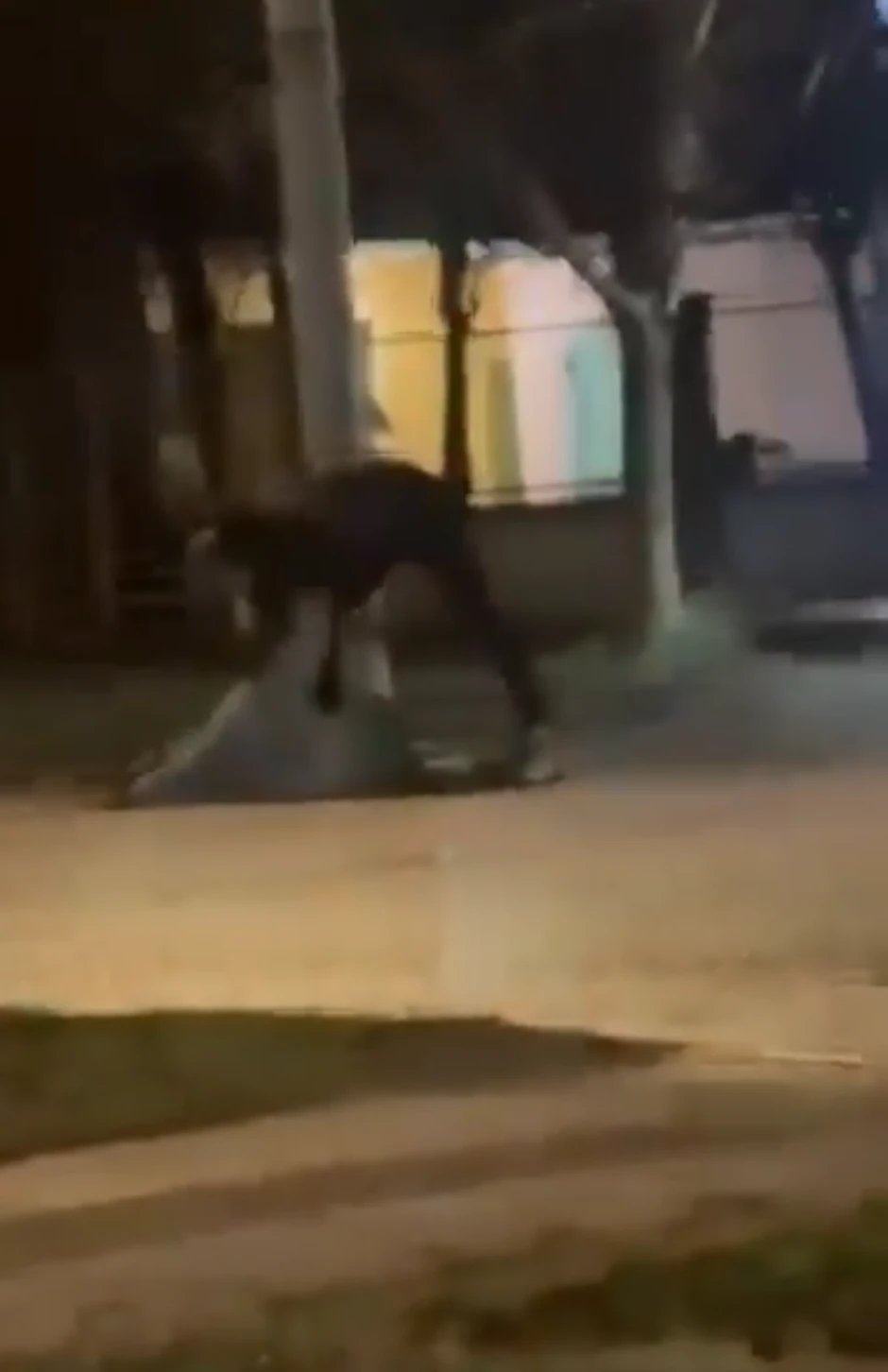 Nasilje u porodici - Kikinda