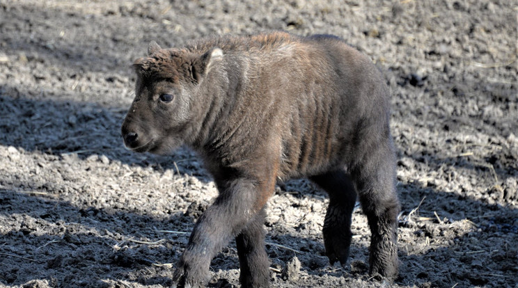 A kis mishmi takin borjú a legújabb lakója a nyíregyházi állatkertnek. 160 állatkerti egyed látható a világon /Fotó: Nyíregyházi Állatpark