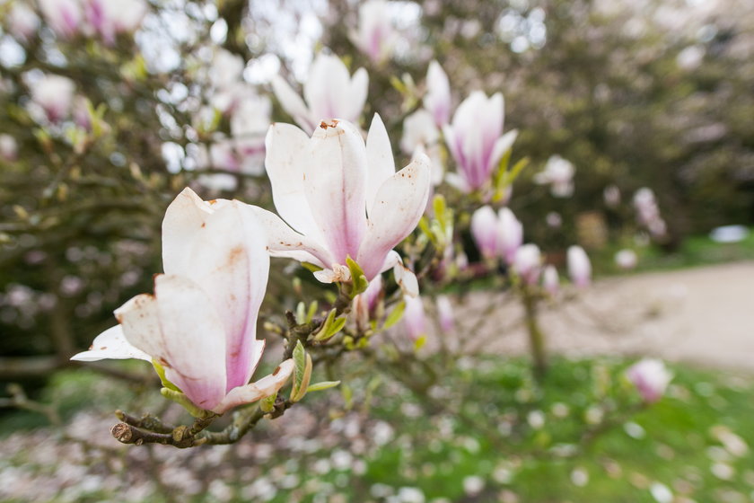 W kórnickim arboretum zakwitły magnolie