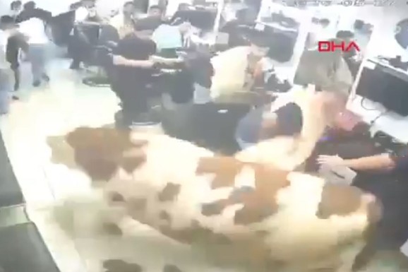 (VIDEO) HAOS U ISTANBULU! Pomahnitali bik razbio izlog i uleteo u frizerski salon: Ljudi u panici bežali iz objekta