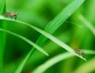 Projekt o nasiennictwie nie reguluje GMO