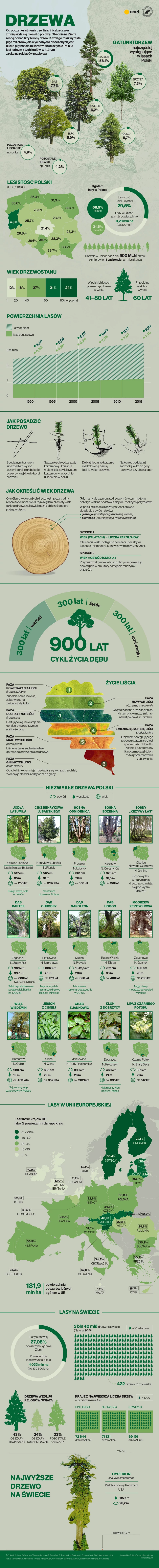 Drzewa w Polsce i na świecie [INFOGRAFIKA]