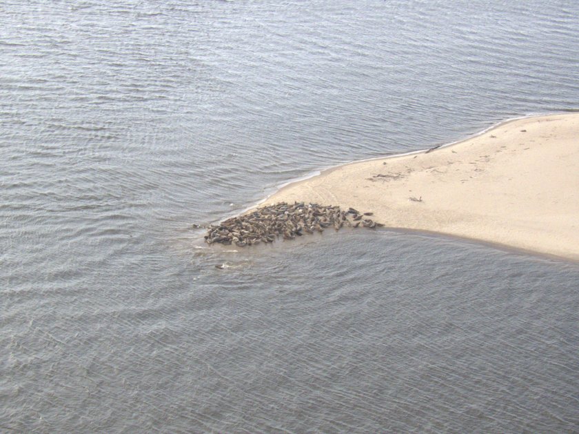 Foki na plaży